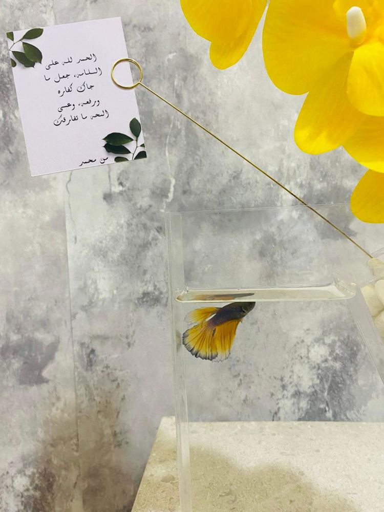 الاصفر_thumbnail_3
